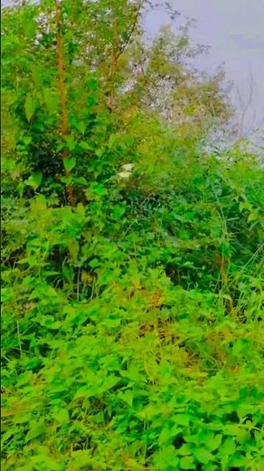 Nature is all around us: 🙏🙏#plants #nature #butterfly#gardenflowers #ytshorts