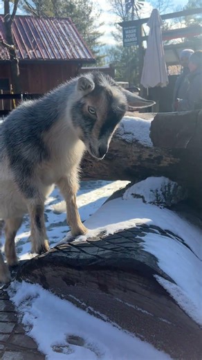 Baby Goats in the Goat Corral
