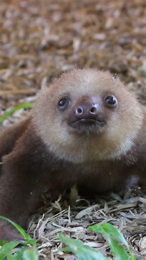 Did you know sloths make sounds? #sloth