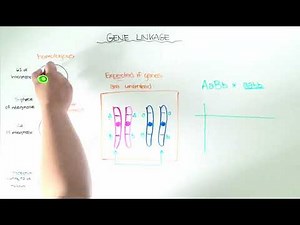 Gene Linkage