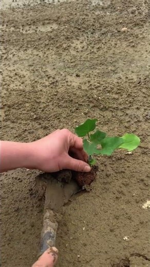 Home-Grown Garden Journey: Your DIY Planting Adventure