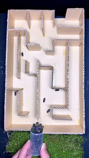 20 pill bugs in a mini maze – how many can escape?