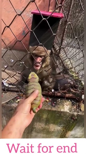Funny Monkey Reaction to Toy Snake 🐒🐍 Viral Prank Video #monkeyshorts #funnymonkey #monkeyvideo