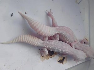 守宫sdb跟ssdb区别