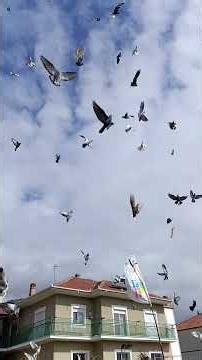 Πεταξιά στο φίλο μας Σταυρό σούπερ θέαμα 300 βούτες αερα στην μίνι γιορτή μικτής Καβάλας Δράμα.