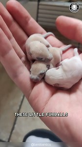 7.3K views · 293 reactions | Gerbils  The CUTEST Desert Pets! These tiny, friendly rodents are clean, social, and super easy to care for. They love digging tunnels and playing with their buddies all day long. You won’t believe how much fun these little jumpers are to watch! #wildlife #nature #animalfacts #animalvideos | 1 Minute Animals | Facebook