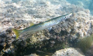 Global Warming Hits Sea Creatures Hardest | Marine Science | Fish Focus