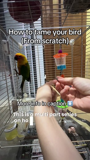 Taming Your Bird: A Journey with JayDee the Conure