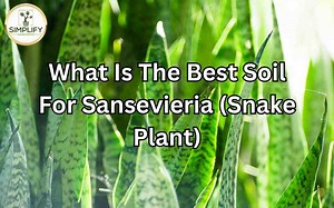 What Is The Best Soil For Sansevieria (Snake Plant) - Simplify Gardening