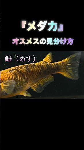 1秒で見分ける！メダカのオス・メスの違いとは？ #shorts #メダカ #メダカの見分け方 #オスメス判別 #メダカ飼育 #初心者向け #メダカの育て方 #天目メダカ