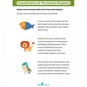 Classification Of The Animal Kingdom