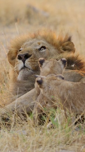 641K views · 10K reactions | Cute lion cubs wake dad. #lions #lioncubs #babyanimals #savuti #Botswana #safari #africansafari #wildlifephotography #wildlife | Moving Pictures Africa | Facebook