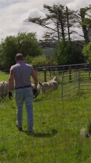 Sheep panic, and flee into the fence! #farming #farming101 #homesheephome
