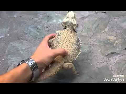 Bearded dragon running on two legs