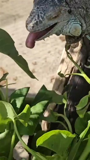 Feeding my pet farm animals 🌿 #MikeyBustosVlogs #MabuhaySquad | Mikey Bustos