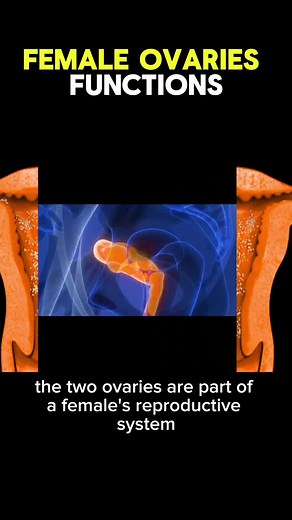 Ovulation Process in Female Reproductive System 3d animation | Female Ovaries Functions & Anatomy #ovulation #reproductive #female #ovaries #anatomy #process #medical #animation