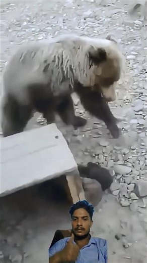 जब भालू ने किया अचानक हमला, आदमी का रिएक्शन वायरल! #animals #youtube #viral #trending