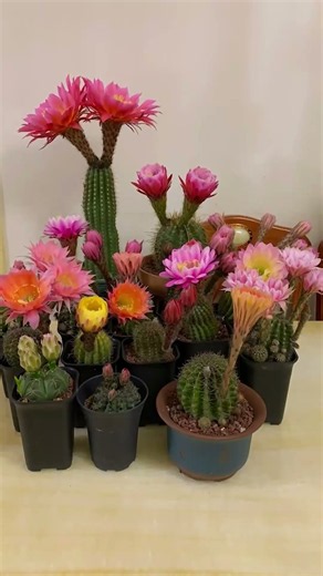 Breathtaking Cactus Flower Blooming! 🌸✨