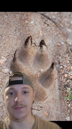 Wild Dog Footprint Identification #animalbiology #outdoors #wildlife #animaldiversity