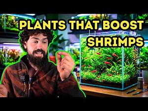 BEST Plants for Shrimp Keepers (BOOST Colony Growth) ep5