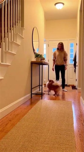 Guard Dog Fails Hilariously