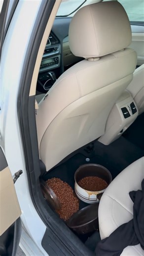 1.4K views · 14 comments | Kevin’s Famous Chili is a multi-generational Malone family recipe that’s hearty and full of flavor. The secret to this chili lies in undercooked onions and a touch of sweetness from brown sugar. #beans | Dallin LeRoy Olson | Facebook