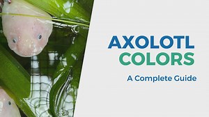 A Guide to Axolotl Colors