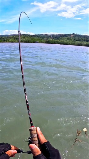 Sa kira ikan GT om ternyata dia lagi, tumben makan siang2😂