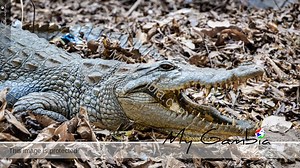 Kachikally: Sacred Site And Crocodile Pool | My Gambia