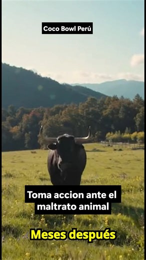 En plena arena, un activista salta y abraza al toro para protegerlo. El caos se detiene por segundos. Meses después, el video muestra otra escena: el mismo toro corriendo libre en un santuario verde, sin sogas, sin dolor. A veces un acto de coraje cambia una vida para siempre. Comparte esta historia. La compasión también es revolución. #libertadanimal #santuario #conciencia #empatia #justiciaanimal #historiasreales #proteccionanimal #valentia #cambio #FBLifestyle | Coco Bowl Perú