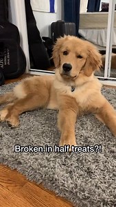 Skylar is appalled 😆 . . . #funny #funnydog #dogmom #goldenretriever | Skylar the Golden Retriever