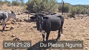 Some efficient, adaptable Nguni cows, heifers and impressive bulls bred by Du Plessis Nguni Stud are for sale at our upcoming Sentrale Nguni Klub Veiling / Auction at Be Human, Farm Middelwater, Glen, near Bloemfontein on 16 October 2024. Archie du Plessis and son Arno du Plessis farm with Nguni cattle on Langberg in Jagersfontein, Free State. Contact Archie on 0824604818 or email archieduplessis@vodamail.co.za Watch DPN21-28, available at the Sentrale Nguni Klub Auction on 16 October 2024. Arch
