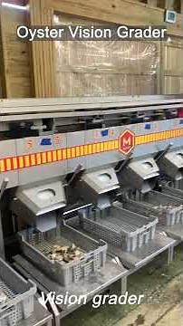 Oyster Vision Grader Line | High-Speed Automatic Size Sorting (11,000 oysters/hr) #oysterfarming