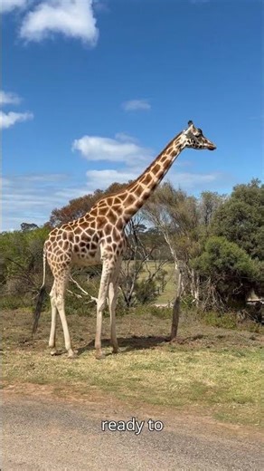 How giraffes sleep—standing, sitting, or lying down? Discover surprising giraffe sleep facts! 🦒#fact