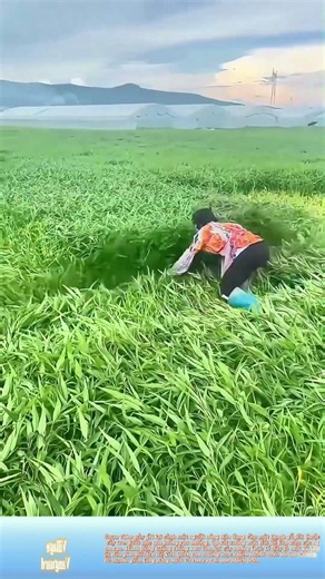 Cán cây rau muống bằng gậy dài: Ép nhẹ một lần, cả luống rau nằm phục, mọc rễ mới