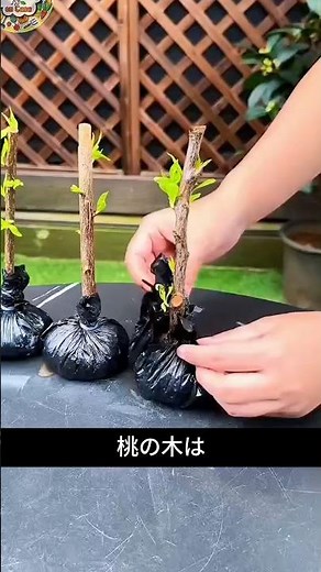 桃の木をこうやって増やす｜挿し木で簡単に増やす方法