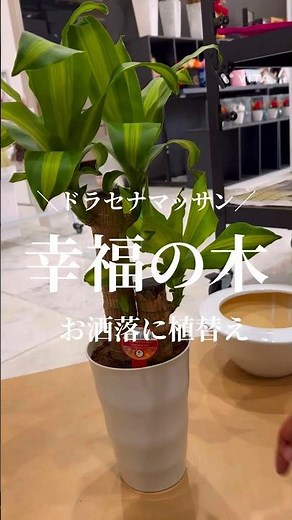 観葉植物をインテリア風にお洒落に植替える方法😍ドラセナマッサン #観葉植物育て方 #観葉植物 #観葉植物インテリア #観葉植物のある暮らし #植え替え #ドラセナ #インテリアグリーン