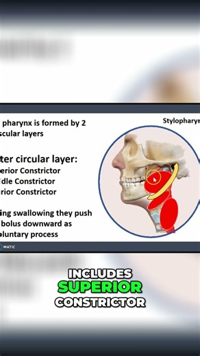 Swallowing Process: Anatomy of Pharynx Muscle Layers #shorts