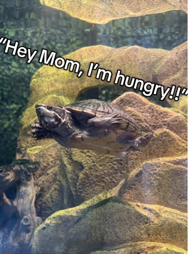 Feeding Franklin: A Fun Turtle Experience