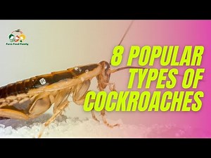8 Different Types Of Cockroaches With Pictures | Cockroach Identification