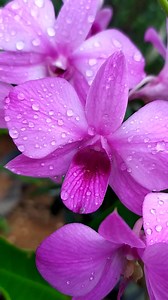 What is the name of this orchid flower? | Grafting Examples | Facebook