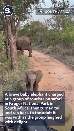 This adorable baby elephant is tiny but mighty! | storyful
