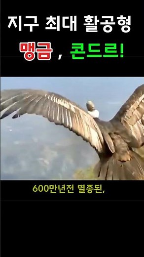"지구상에 가장 큰 날개를 가진 새는...? 날개짓 없이 5시간 활공이 가능한 콘도르..."