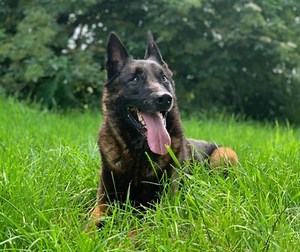 Mechelse herder Bo in de spotlight