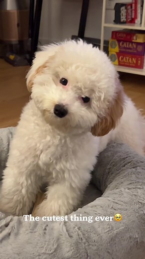 Adorable Cavapoochon Puppy Sitting - Cute Dog on TikTok