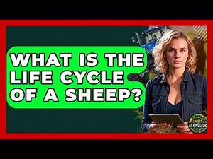 What Is The Life Cycle Of A Sheep? - The World of Agriculture