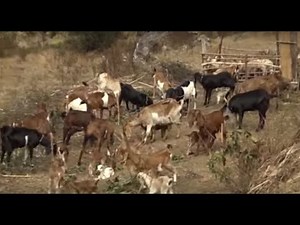 NEPALTODAY_20740106: Goat farming and Vegetable farming