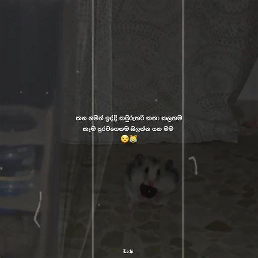 Adorable Hamster Moments: A Heartwarming Video