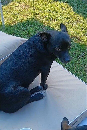 Athena takes fetch break