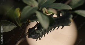 Atlas moth (Attacus atlas) caterpillar